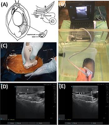 Evaluation of Gonad Reproductive Condition Using Non-invasive Ultrasonography in Red Abalone (Haliotis rufescens)